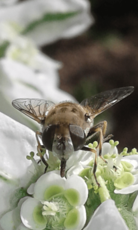 Syrphidae : Eristalis sp.?